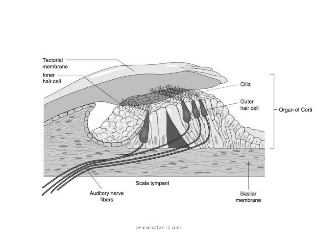 Anatomy of inner ear
