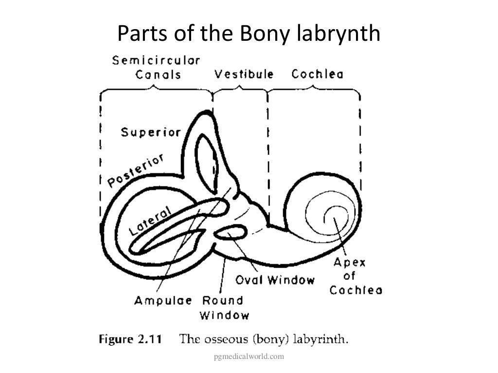 Anatomy of inner ear