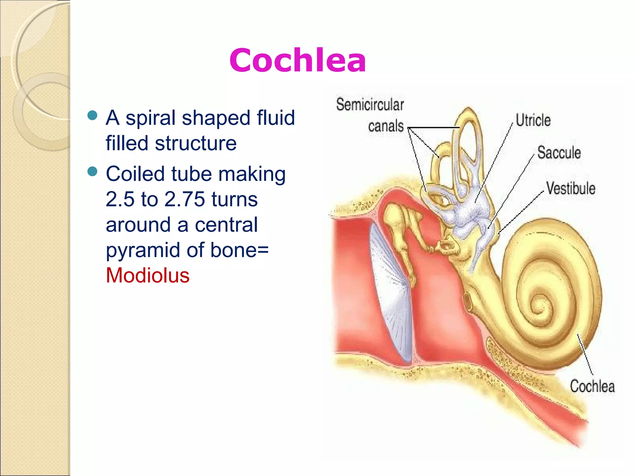 Modulus Cochleae Inner Ear Cochlea Anatomy