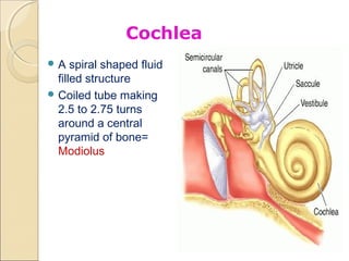 Anatomy of inner ear | PPT