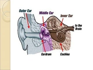 Anatomy of inner ear | PPT