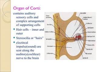 Anatomy of inner ear | PPT