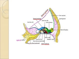 Anatomy of inner ear | PPT
