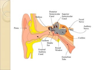 The diagram below represents the human ear. (a) Name the parts labeled E, F  and G (b) How is each of - Tutorke