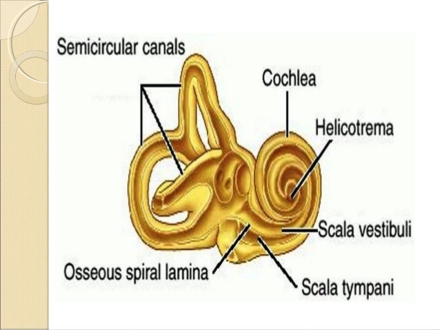 Anatomy of inner ear