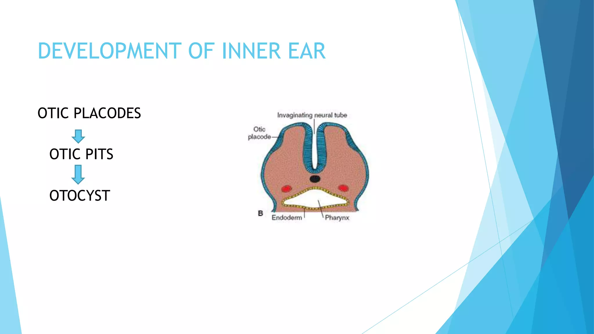 DEVELOPMENT OF INNER EAR
OTIC PLACODES
OTIC PITS
OTOCYST
 