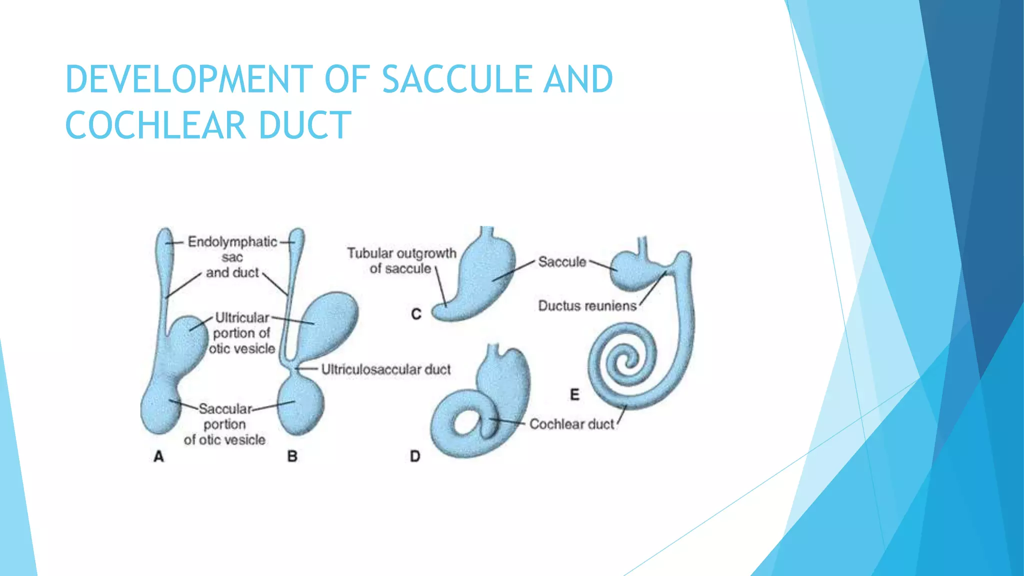 DEVELOPMENT OF SACCULE AND
COCHLEAR DUCT
 