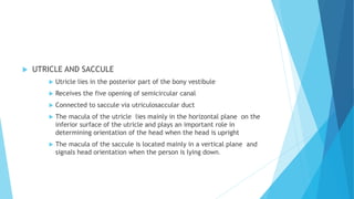 Utricule Anatomy of inner ear | PPTX