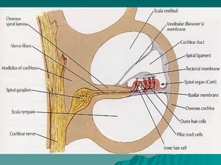 Anatomy Of Inner Ear.Anatomy Of Inner Earppt | PPT