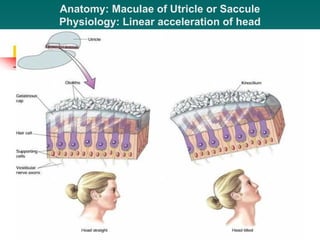 Uticulus Anatomy Of Inner Ear.Anatomy Of Inner Earppt | PPT