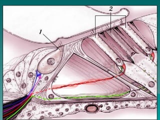 Anatomy Of Inner Ear.Anatomy Of Inner Earppt | PPT
