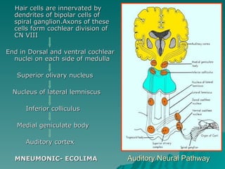 Neurons In Ear Anatomy Of Inner Ear.Anatomy Of Inner Earppt | PPT