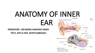 Hns Department ANATOMY OF INNER EAR,by dr rudra yadav ,pg in ent and hns department.pptx