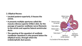 Hns Department ANATOMY OF INNER EAR,by dr rudra yadav ,pg in ent and hns department.pptx
