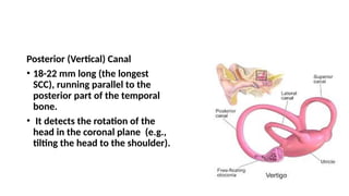 Hns Department ANATOMY OF INNER EAR,by dr rudra yadav ,pg in ent and hns department.pptx