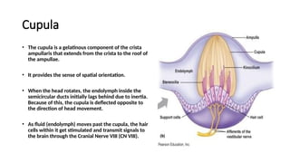 Hns Department ANATOMY OF INNER EAR,by dr rudra yadav ,pg in ent and hns department.pptx