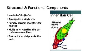 Hns Department ANATOMY OF INNER EAR,by dr rudra yadav ,pg in ent and hns department.pptx