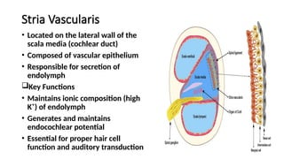 Hns Department ANATOMY OF INNER EAR,by dr rudra yadav ,pg in ent and hns department.pptx