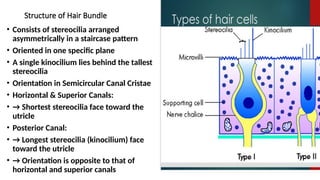 Hns Department ANATOMY OF INNER EAR,by dr rudra yadav ,pg in ent and hns department.pptx