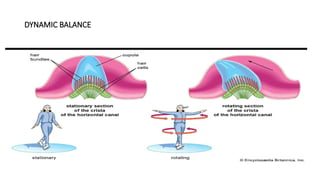 Hns Department ANATOMY OF INNER EAR,by dr rudra yadav ,pg in ent and hns department.pptx