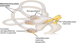Anatomy of inner ear dr. faisal rahman | PPTX