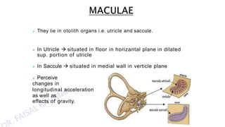 Utricle Function Anatomy of inner ear dr. faisal rahman | PPTX