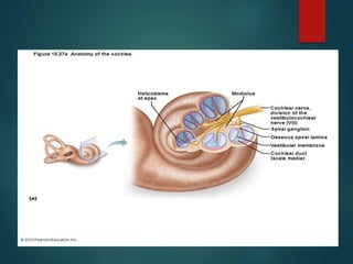Anatomy of the Inner ear | PPT