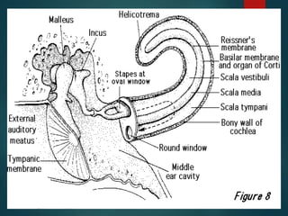 Heavy's Inner Ear Anatomy of the Inner ear | PPT