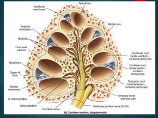 Anatomy of the Inner ear | PPT