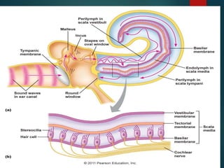 Anatomy of the Inner ear | PPT