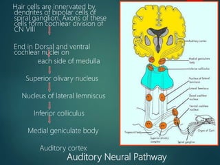 Anatomy of the Inner ear | PPT