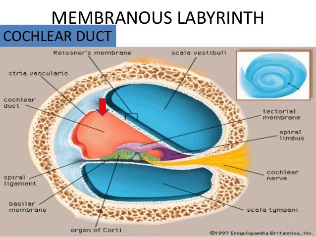 Anatomy of inner ear by dr mithun sutrave ducts cochlea diagram 