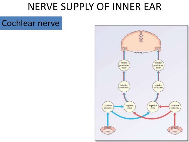 Anatomy of inner ear by dr mithun sutrave