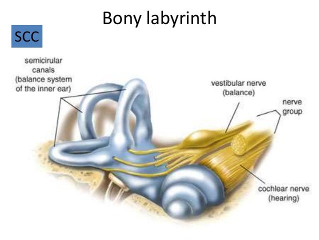 Anatomy of inner ear hk