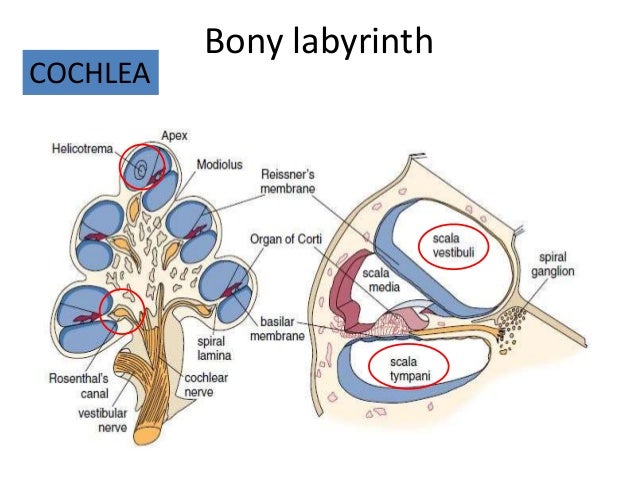 Anatomy of inner ear hk diagram of organ of corti 