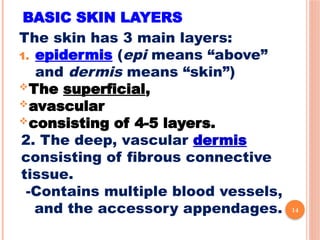 Comprehensive Overview of the Human Integumentary System: Structure ...