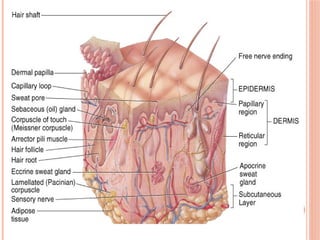 Comprehensive Overview of the Human Integumentary System: Structure ...