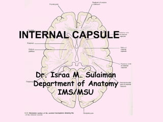 INTERNAL CAPSULE Dr. Israa M. Sulaiman Department of Anatomy IMS/MSU 