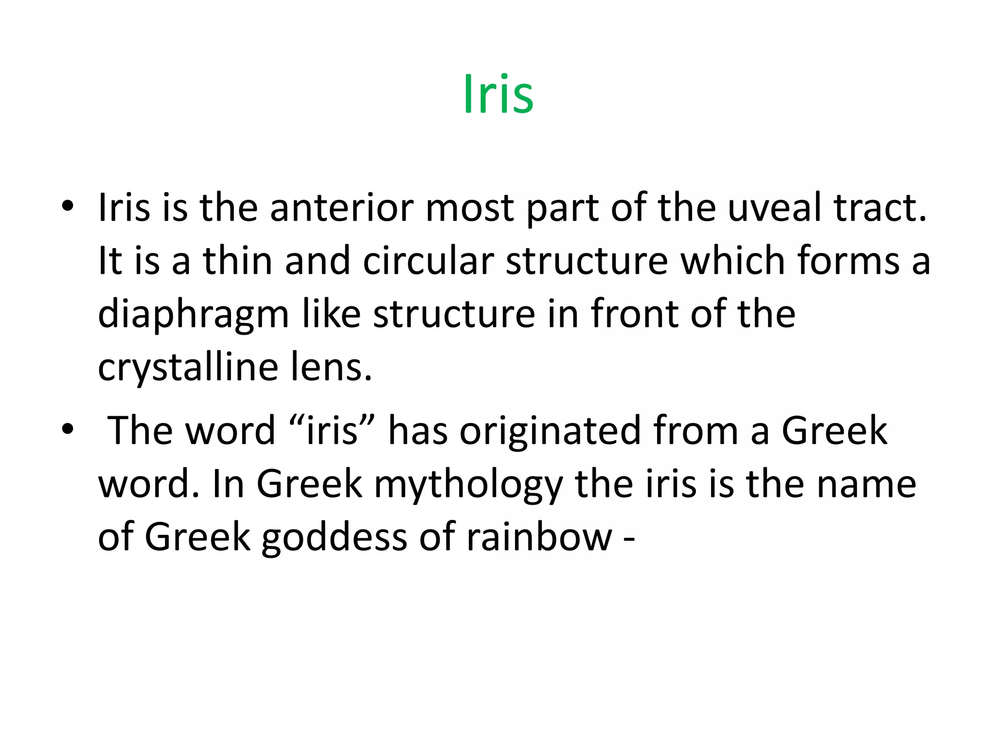 Anatomy of iris | PPTX