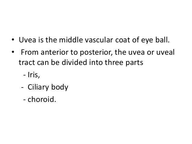 Anatomy of iris