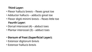 Anatomy of Joints of Foot.pptx its associated bones and ligaments | PPTX