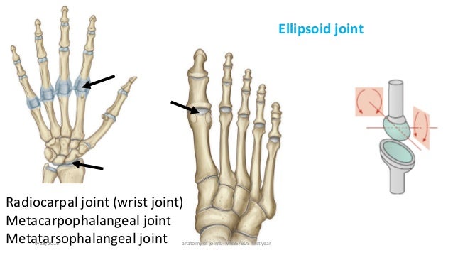 Anatomy of joints