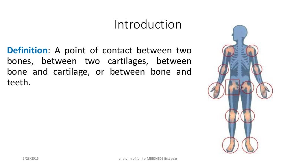 Anatomy of joints