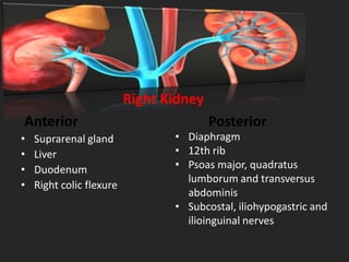 Anatomy of kidney By M.Adil