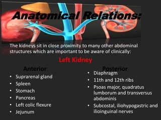 Anatomy of kidney By M.Adil