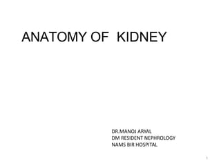 ANATOMY OF KIDNEY
1
DR.MANOJ ARYAL
DM RESIDENT NEPHROLOGY
NAMS BIR HOSPITAL
 