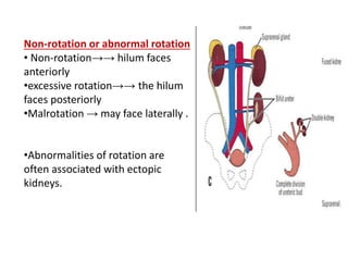 Anatomy of kidney nd ureter copy | PPTX | Pregnancy | Reproductive Health