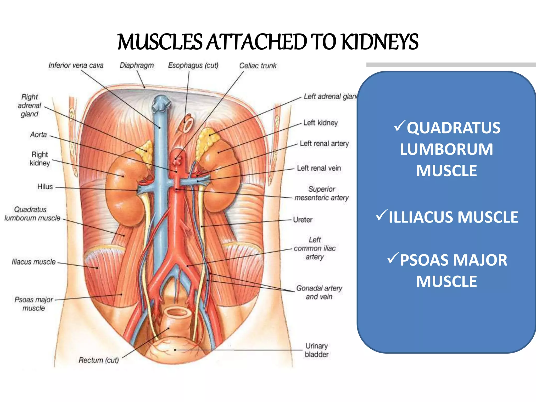 Anatomy of kidneys | PPTX