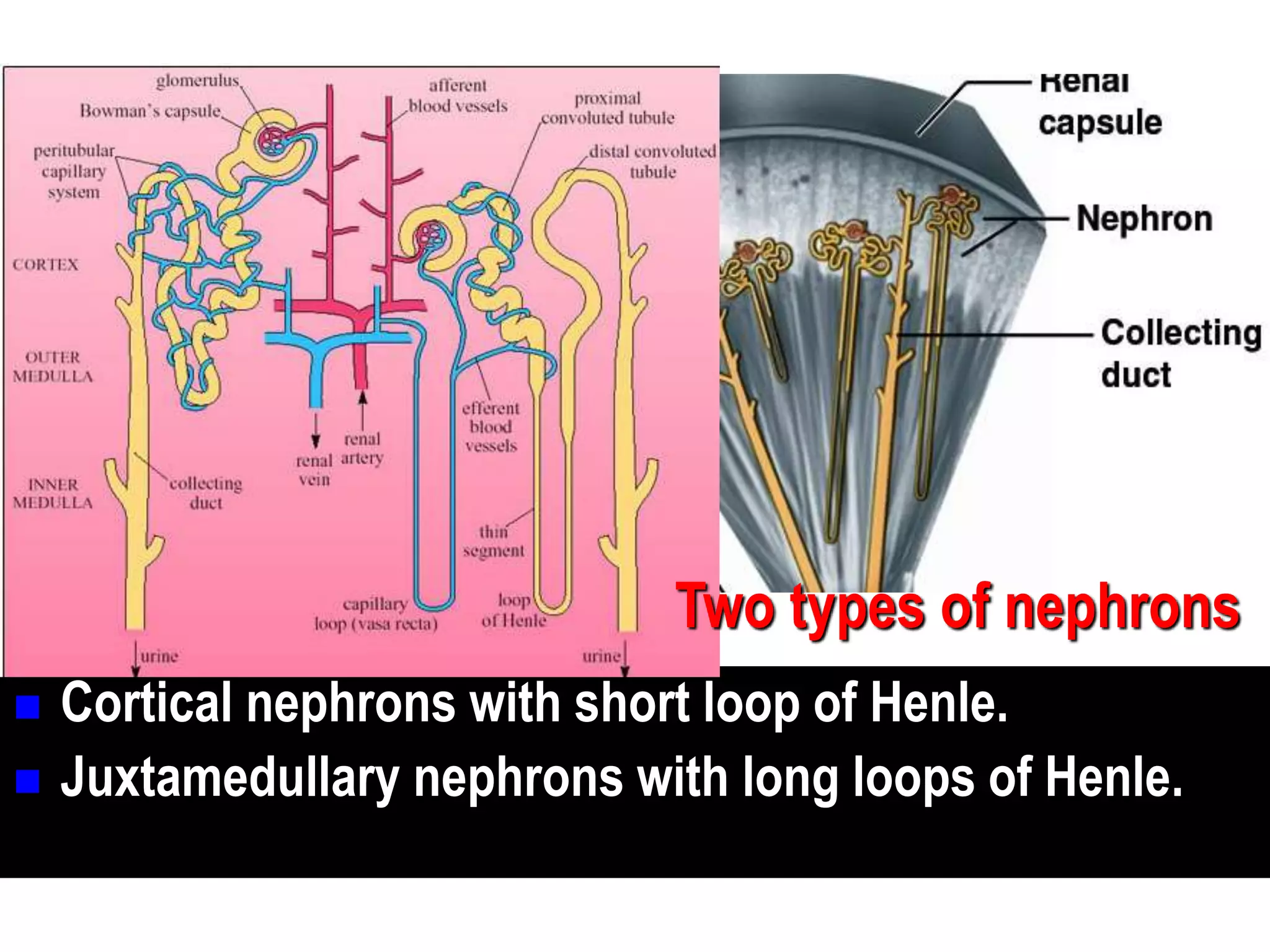 Anatomy of kidneys | PPTX