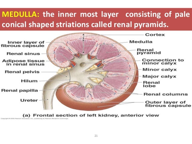 Anatomy of kidneys